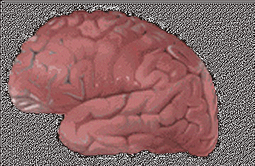 brainshrp